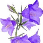 nota-olfattiva-Campanula