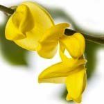 nota-olfattiva-Ginestra (Genista lydia)