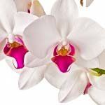 nota-olfattiva-Orchidea Selvatica