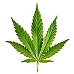 nota-olfattiva-Cannabis