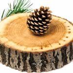 nota-olfattiva-Legno di Cedro (Cedrus)