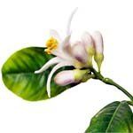 nota-olfattiva-Fiore di Pompelmo