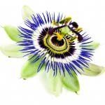 nota-olfattiva-Passiflora