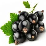 nota-olfattiva-Ribes Nero