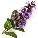 nota-olfattiva-Salvia Sclarea