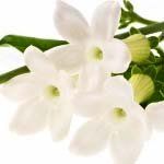 nota-olfattiva-Stephanotis