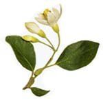 nota-olfattiva-Storace (Styrax officinalis)