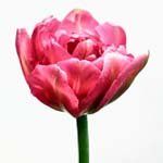 nota-olfattiva-Tulipano