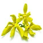 nota-olfattiva-Ylang Ylang