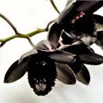 nota-olfattiva-Orchidea Nera