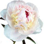 nota-olfattiva-Peonia Bianca