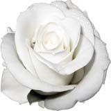 nota-olfattiva-Rosa bianca