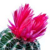 nota-olfattiva-Fiore di Cactus