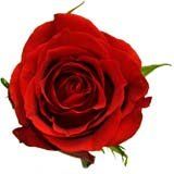nota-olfattiva-Rosa rossa