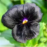 nota-olfattiva-Viola nera