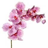 nota-olfattiva-Orchidea