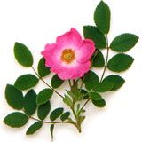 nota-olfattiva-Rosa selvatica