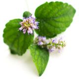 nota-olfattiva-Patchouli Indiano