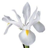 nota-olfattiva-Iris Bianco