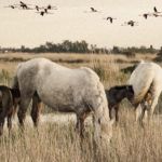 Le Chant De Camargue - L'Artisan Parfumeur - Foto 4