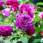 Voleur de Rose - L'Artisan Parfumeur - Foto 4