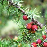 nota-olfattiva-Ginepro Rosso (Juniperus oxycedrus)